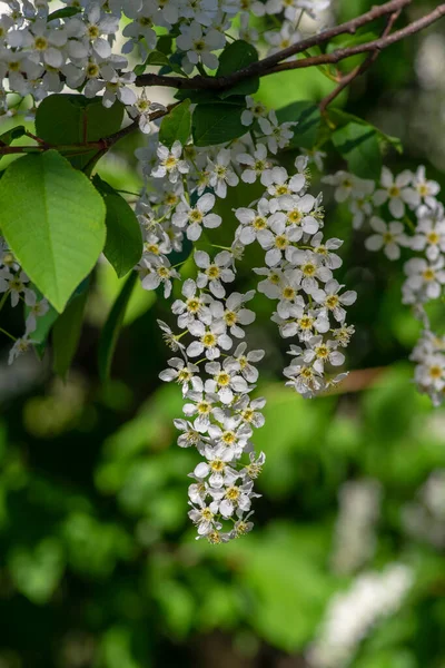 Prunus Padus Pájaro Floración Blanca Cerezo Arándano Árbol Mayo Hagberry — Foto de Stock