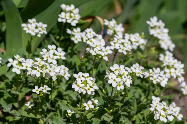 Arabis Caucasica White Flowering Plant Group Springtime Flowers Bloom Green — Stock Photo, Image