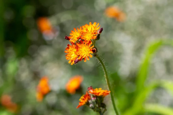 Pilosella Aurantiaca Yabani Çiçekleri Çiçek Açmış Portakal Çiçekleri Çok Güzel — Stok fotoğraf