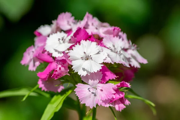 Dianthus Barbatus Vackra Prydnadsväxter Blommande Grupp Ljusa Rosa Lila Vita — Stockfoto