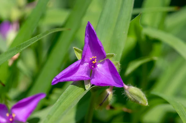 Tradescantia Virginiana Virginia Spiderwort Purple Violet Flowering Plants Three Petals — Stock Photo, Image
