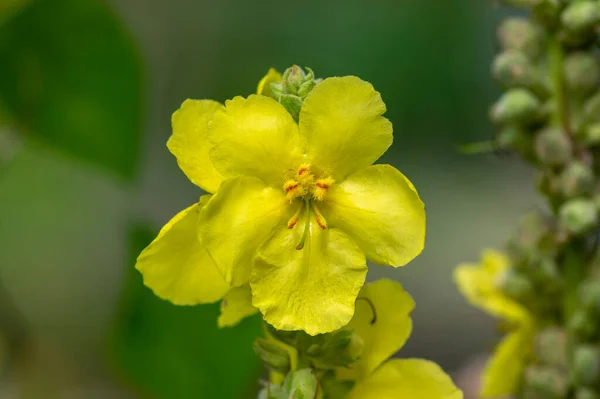 Verbascum Densiflorum Bright Yellow Denseflower Bloom Tall Flowering Herb Medicinal — Stock Photo, Image