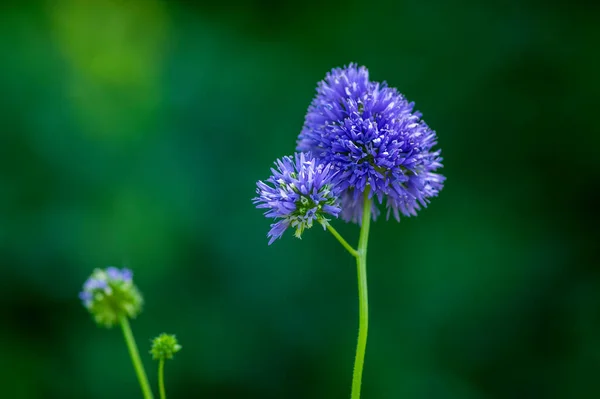 Gilia Capitata Blue Beautiful Flowering Plant Blue Thimble Flowers Bloom — Stock Photo, Image