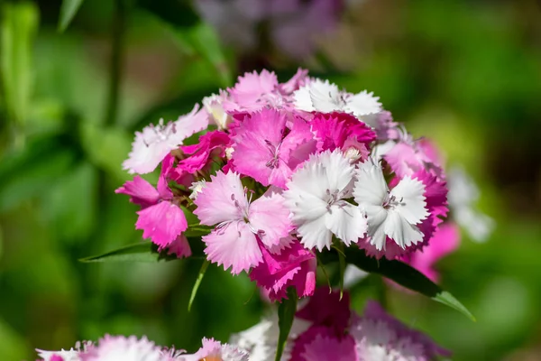 Dianthus Barbatus Schöne Zierpflanzen Gruppe Leuchtend Rosa Lila Weißer Blüten — Stockfoto