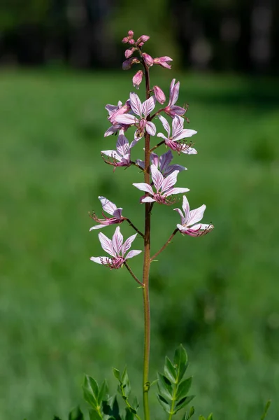 Dictamnus Albus Flor Silvestre Planta Hermosas Flores Color Rosa Blanco —  Fotos de Stock