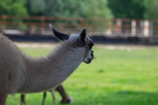 Giovane Bambino Lama Lama Glama Ritratto Bellissimo Animale Peloso Con — Foto Stock