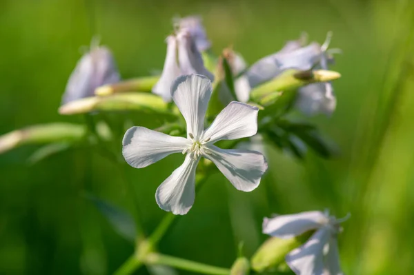 Saponaria Officinalis Flores Jabón Floración Blanca Plantas Silvestres Sin Cultivar —  Fotos de Stock