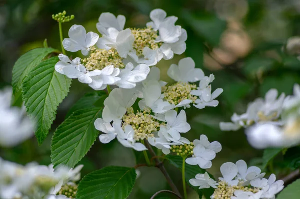 Viburnum plicatum çiçek açan bahar çiçekleri, güzel süslemeli Japon kartopu çiçek açmış, dallarda yeşil yapraklar