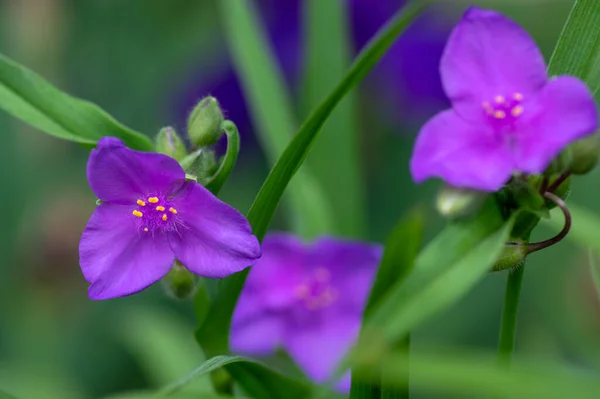 Tradescantia Virginiana Virginie Spiderwort Violet Plantes Fleurs Trois Pétales Fleurs — Photo