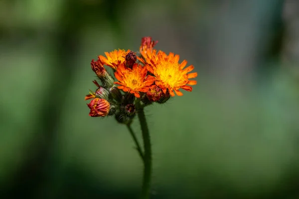 野生开花植物 开花的橙花 美丽的多年生植物 — 图库照片