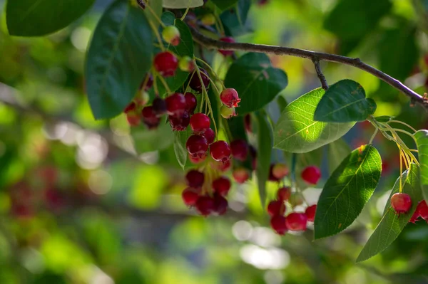 Amelanchier Lamarckii Zralé Nezralé Plody Větvích Skupina Bobulovitých Jádrových Plodů — Stock fotografie