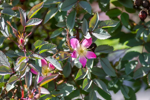 Rosa Glauca Rubrifolia Red Leaved Rose Bloom Beautiful Ornamental Redleaf — Stock Photo, Image