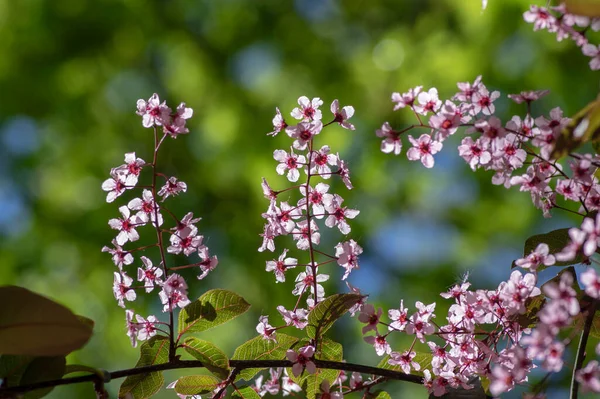 Чернослив Розовый Цветущий Сорт Вишневого Дерева Цветущее Ягодное Дерево Цветы — стоковое фото
