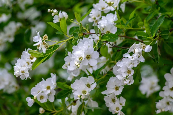 Exochorda Racemosa Snövit Blommande Buske Prydnadsväxt Blom Gröna Blad Grenar — Stockfoto