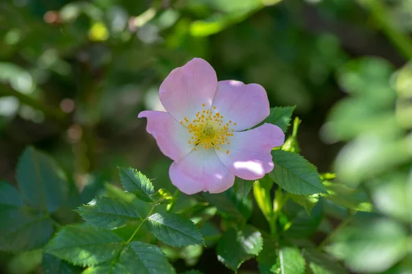 Rosa Canina Rosa Canina Fiori Rosa Chiaro Fiore Sui Rami — Foto Stock