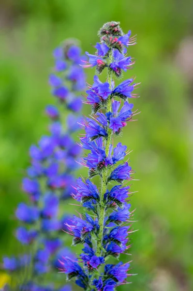 Echium Vulgare Vipers Bugloss Blueweed Wild Flowering Plant Group Blue — Stock Photo, Image