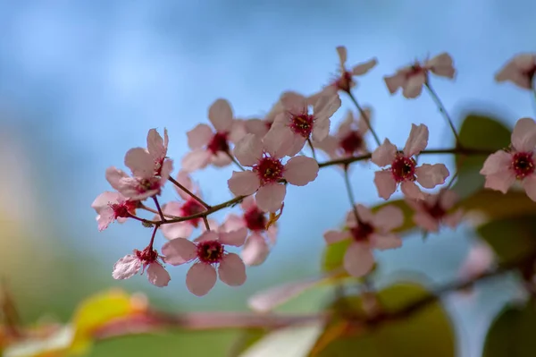Prunus Padus Colorata Pink Flowering Cultivar Bird Cherry Hackberry Tree — Stock Photo, Image