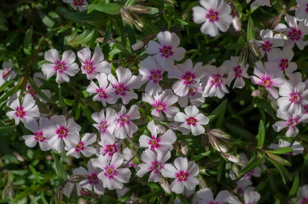 식물에 피우는 폴룩스 아름다운 배경에 보라색의 완두콩이 각막을 — 스톡 사진