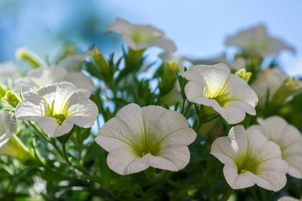 カリブラコア百万本の鐘の美しい開花植物 花の白い花のグループ 観賞用ポットバルコニー植物 緑の葉 — ストック写真