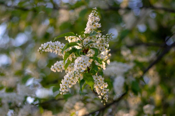Prunus Padus Witte Bloeiende Vogel Kers Hackberry Boom Hagberry Mayday — Stockfoto