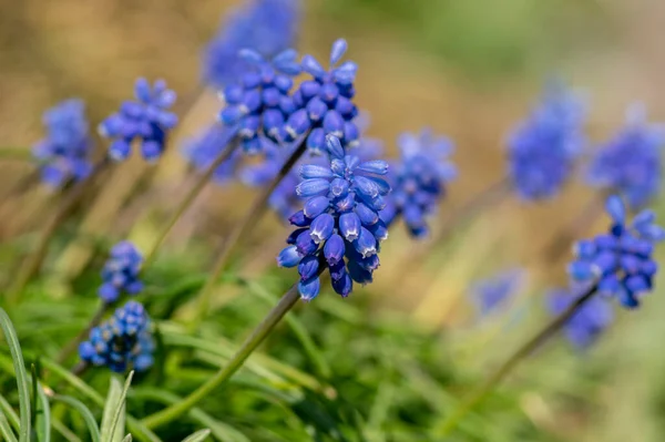 Muscari Armeniacum Flowering Plant Blue Spring Bulbous Grape Hyacinth Flowers — Stock Photo, Image