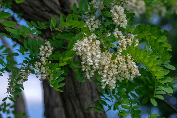 Robinia psödoacia süs ağacı çiçek açmış, parlak beyaz çiçek demeti, dallarda yeşil yapraklar