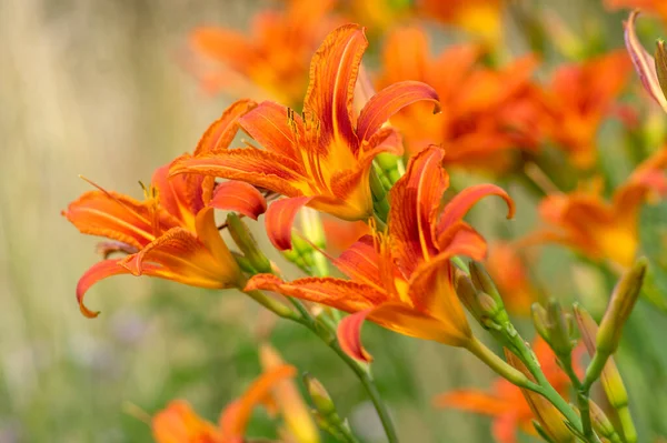 Hemerocallis Fulva Hermosas Plantas Color Naranja Flor Flores Florecientes Ornamentales — Foto de Stock