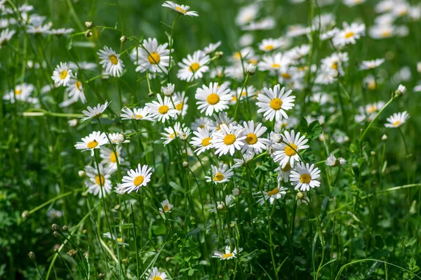 Leucanthemum Vulgare Rétek Vad Oxeye Százszorszép Virágok Fehér Szirmok Sárga — Stock Fotó