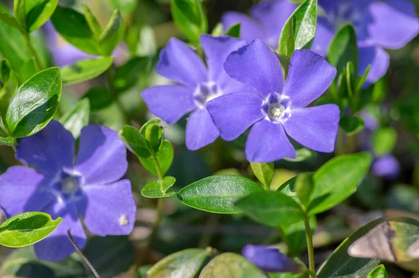 Vinca Menor Menor Periwinkle Flores Ornamentais Flor Planta Floração Periwinkle — Fotografia de Stock