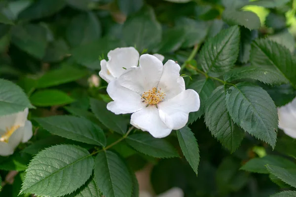 Róża Psów Rosa Canina Corymbifera Białe Lekkie Kwiaty Rozkwicie Gałęziach — Zdjęcie stockowe