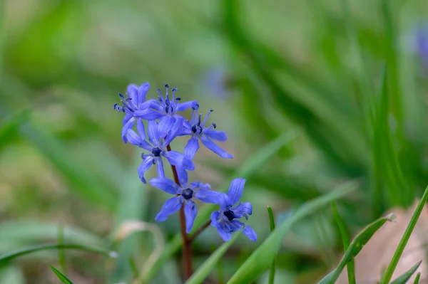 西葫芦高山双叶鳞茎早春球茎花盛开 小而美丽的蓝色开花植物 一枝花 — 图库照片