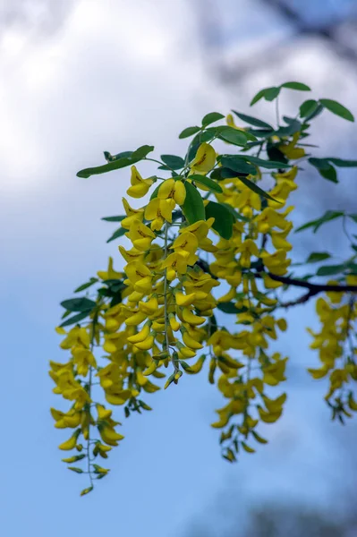 Laburnum Anagyroides Branches Arbustes Ornementales Fleurs Contre Ciel Bleu Petit — Photo