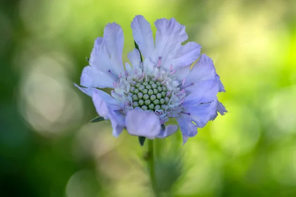 Scabiosa Caucasica Light Blue Flowerin Plant Beautiful Ornamental Meadow Flowers — Stock Photo, Image