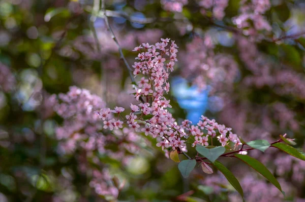 Prunus Padus Colorata Cultivar Floreciente Rosa Cerezo Pájaro Arándano Árbol —  Fotos de Stock