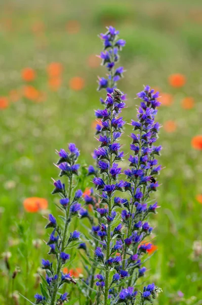 Echium Vulgare Víboras Bugloss Blueweed Planta Floração Selvagem Grupo Flores — Fotografia de Stock