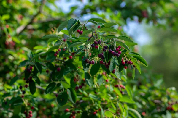 Amelanchier Lamarckii Frutos Maduros Inmaduros Ramas Grupo Frutos Baya Llamada — Foto de Stock