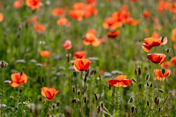 Papaver Rhoeas Semillas Amapola Común Flores Color Rojo Brillante Flor — Foto de Stock