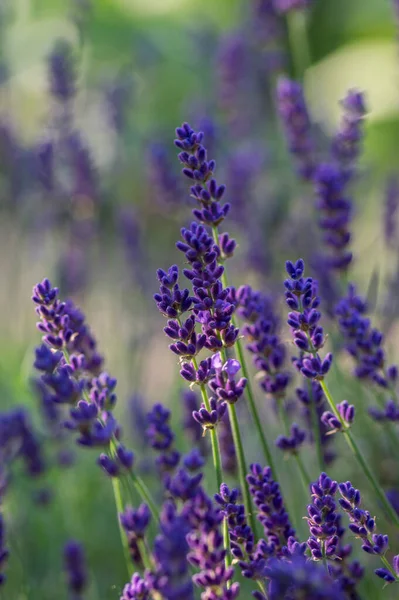 Lavandula Angustifolia Monte Flores Flor Roxo Azul Violeta Perfumado Plantas — Fotografia de Stock