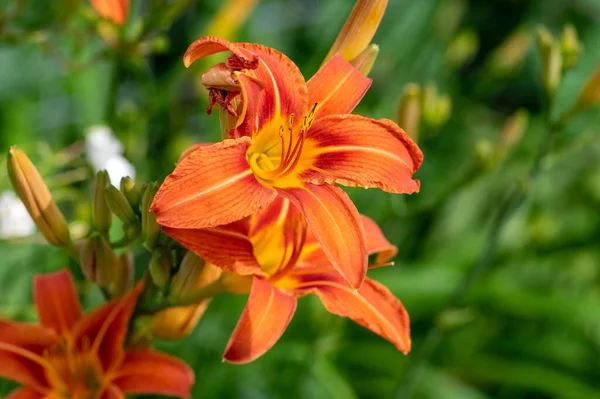 Hemerocallis Fulva Hermosas Plantas Color Naranja Flor Flores Florecientes Ornamentales — Foto de Stock