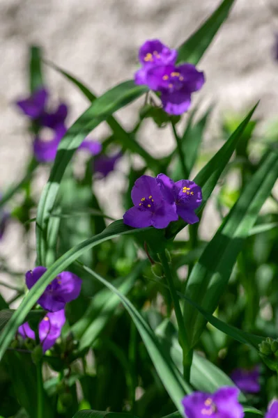 Tradescantia Virginiana Virgínia Aranha Violeta Roxo Plantas Floridas Três Pétalas — Fotografia de Stock