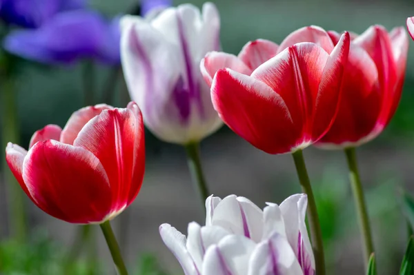 Tulipes Fraîches Fleurs Dans Jardin Printanier Belles Fleurs Précoces Tulipa — Photo