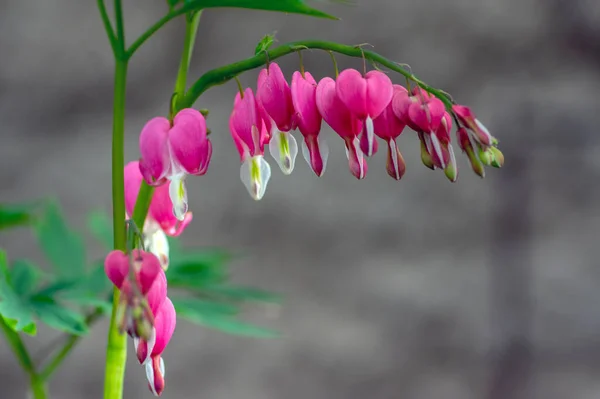 Dicentra Spectabilis Pink Bleeding Hearts Bloom Branches Flowering Plant Springtime — Stock Photo, Image