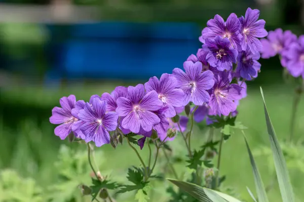 Geranium Magnificum Schöne Lila Kraniche Blüte Zierpflanzen Garten Bei Tageslicht — Stockfoto
