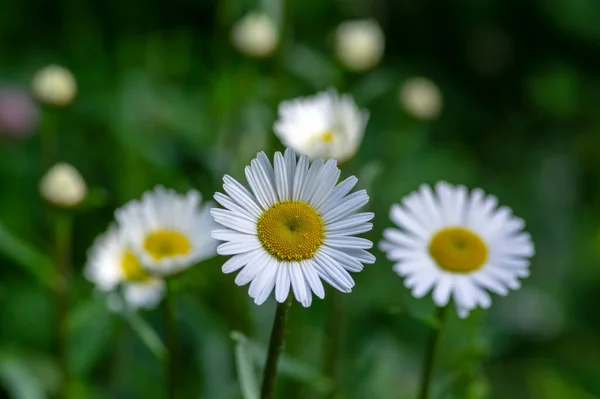 Leucanthemum Vulgare Prados Flor Selvagem Com Pétalas Brancas Centro Amarelo — Fotografia de Stock