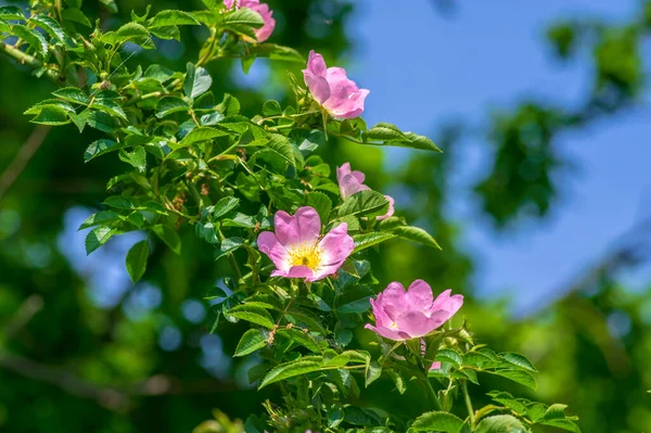 Собака Роза Канина Светло Розовые Цветы Цвету Ветвях Красивые Дикие — стоковое фото