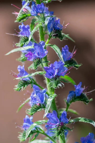 Echium Vulgare Vipers Bugloss Blueweed Wild Flowering Plant Group Blue — Stock fotografie