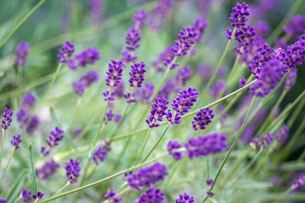 Lavandula Angustifolia Ramo Flores Flor Planta Floreciente Perfumada Púrpura Campo — Foto de Stock