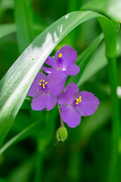 Tradescantia Virginiana Virgínia Aranha Violeta Roxo Plantas Floridas Três Pétalas — Fotografia de Stock