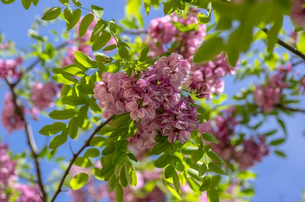 Robinia Pseudoacacia Prydnadsträd Blom Rosa Vit Färg Lila Mantel Odling — Stockfoto