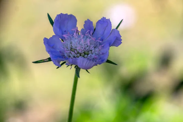 Scabiosa Kaukasiska Ljusblå Blomman Växt Vackra Prydnads Äng Blommor Blom — Stockfoto